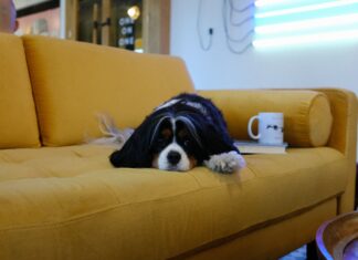 Vlekken in je stoffen bank; hoe krijg je deze er weer uit? stoffen bank